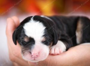 tri-colored female mini bernedoodle near Chicago Illinois