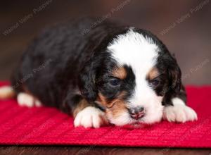 tri-colored female mini bernedoodle near Chicago Illinois