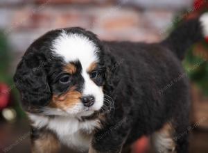 tri-colored female mini bernedoodle near Chicago Illinois