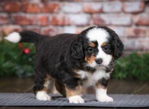 tri-colored female mini bernedoodle near Chicago Illinois