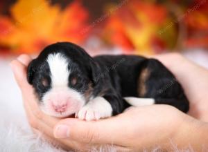 tri-colored female mini bernedoodle near Chicago Illinois