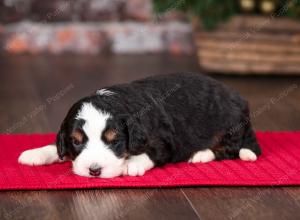 tri-colored female mini bernedoodle near Chicago Illinois