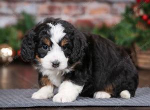 tri-colored female mini bernedoodle near Chicago Illinois