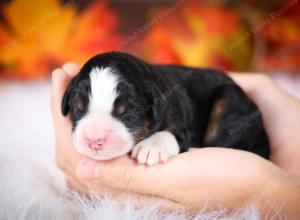 tri-colored female mini bernedoodle near Chicago Illinois