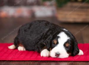 tri-colored female mini bernedoodle near Chicago Illinois