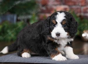 tri-colored female mini bernedoodle near Chicago Illinois