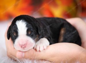 tri-colored female mini bernedoodle near Chicago Illinois