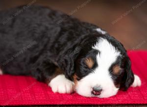 tri-colored female mini bernedoodle near Chicago Illinois