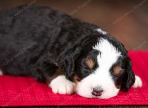 tri-colored female mini bernedoodle near Chicago Illinois