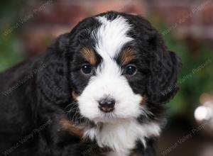 tri-colored female mini bernedoodle near Chicago Illinois