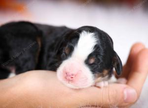 tri-colored female mini bernedoodle near Chicago Illinois