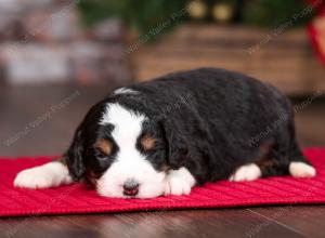 tri-colored female mini bernedoodle near Chicago Illinois