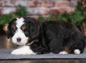 tri-colored female mini bernedoodle near Chicago Illinois