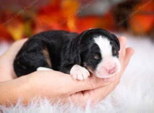 tri-colored female mini bernedoodle near Chicago Illinois