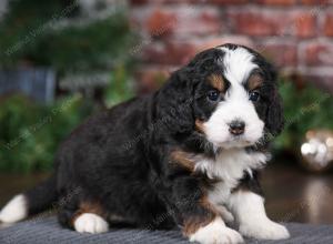 tri-colored female mini bernedoodle near Chicago Illinois