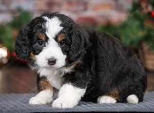 tri-colored female mini bernedoodle near Chicago Illinois