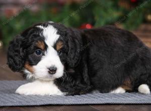 tri-colored female mini bernedoodle near Chicago Illinois