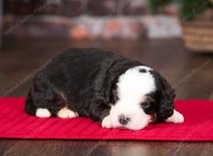 tri-colored male mini bernedoodle near Chicago Illinois