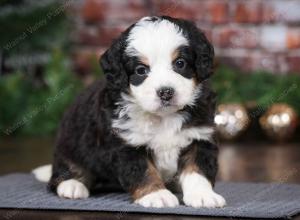 tri-colored male mini bernedoodle near Chicago Illinois