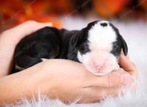 tri-colored male mini bernedoodle near Chicago Illinois