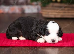 tri-colored male mini bernedoodle near Chicago Illinois