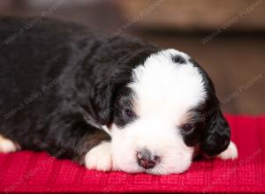 tri-colored male mini bernedoodle near Chicago Illinois