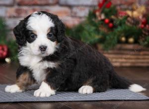 tri-colored male mini bernedoodle near Chicago Illinois