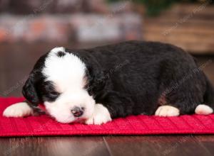 tri-colored male mini bernedoodle near Chicago Illinois