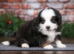 tri-colored male mini bernedoodle near Chicago Illinois