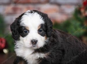 tri-colored male mini bernedoodle near Chicago Illinois