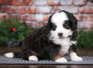 tri-colored male mini bernedoodle near Chicago Illinois