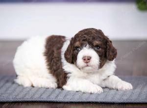 chocolate female mini bernedoodle near Chicago Illinois