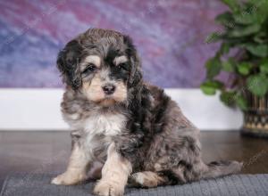 tri-colored male mini bernedoodle near Chicago Illinois