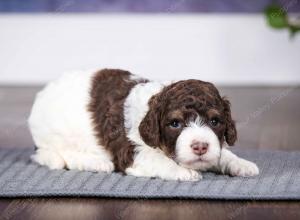 chocolate female mini bernedoodle near Chicago Illinois