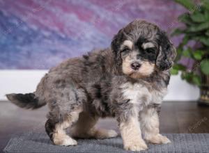 tri-colored male mini bernedoodle near Chicago Illinois