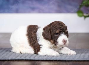 chocolate female mini bernedoodle near Chicago Illinois