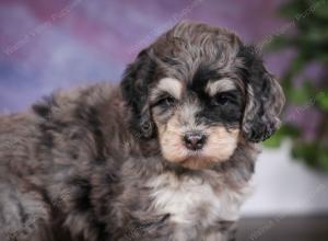 tri-colored male mini bernedoodle near Chicago Illinois