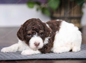 chocolate female mini bernedoodle near Chicago Illinois