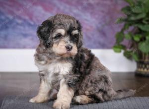 tri-colored male mini bernedoodle near Chicago Illinois