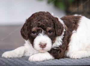 chocolate female mini bernedoodle near Chicago Illinois