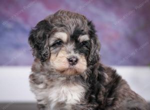 tri-colored male mini bernedoodle near Chicago Illinois