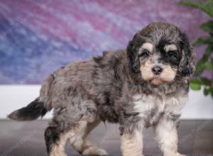 tri-colored male mini bernedoodle near Chicago Illinois