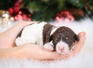 chocolate female mini bernedoodle near Chicago Illinois