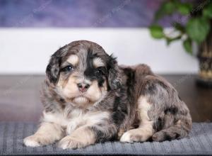 tri-colored male mini bernedoodle near Chicago Illinois