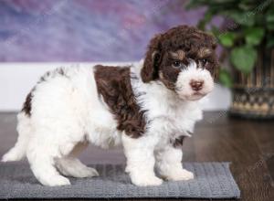 chocolate female mini bernedoodle near Chicago Illinois