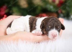 chocolate female mini bernedoodle near Chicago Illinois