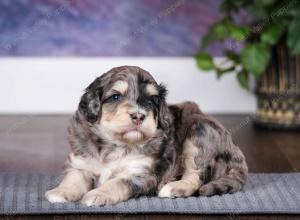 tri-colored male mini bernedoodle near Chicago Illinois