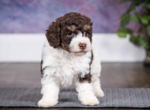 chocolate female mini bernedoodle near Chicago Illinois