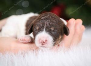 chocolate female mini bernedoodle near Chicago Illinois