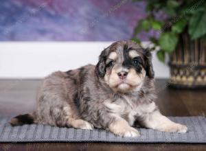 tri-colored male mini bernedoodle near Chicago Illinois